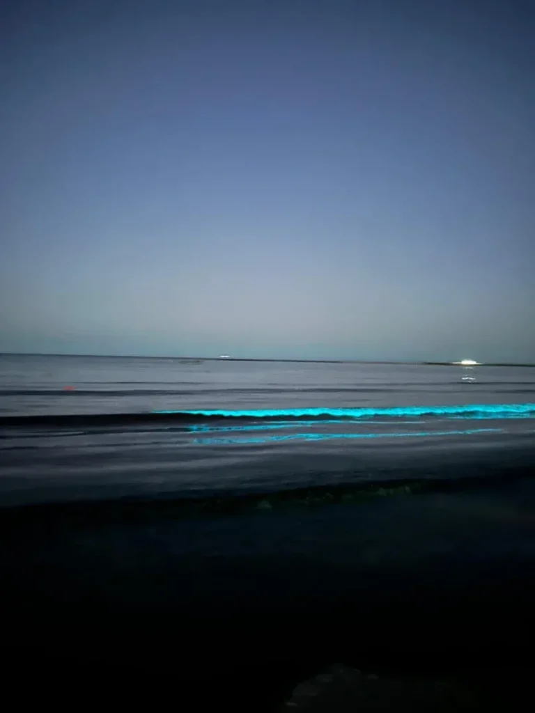 bioluminiscența