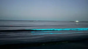 Bioluminiscența