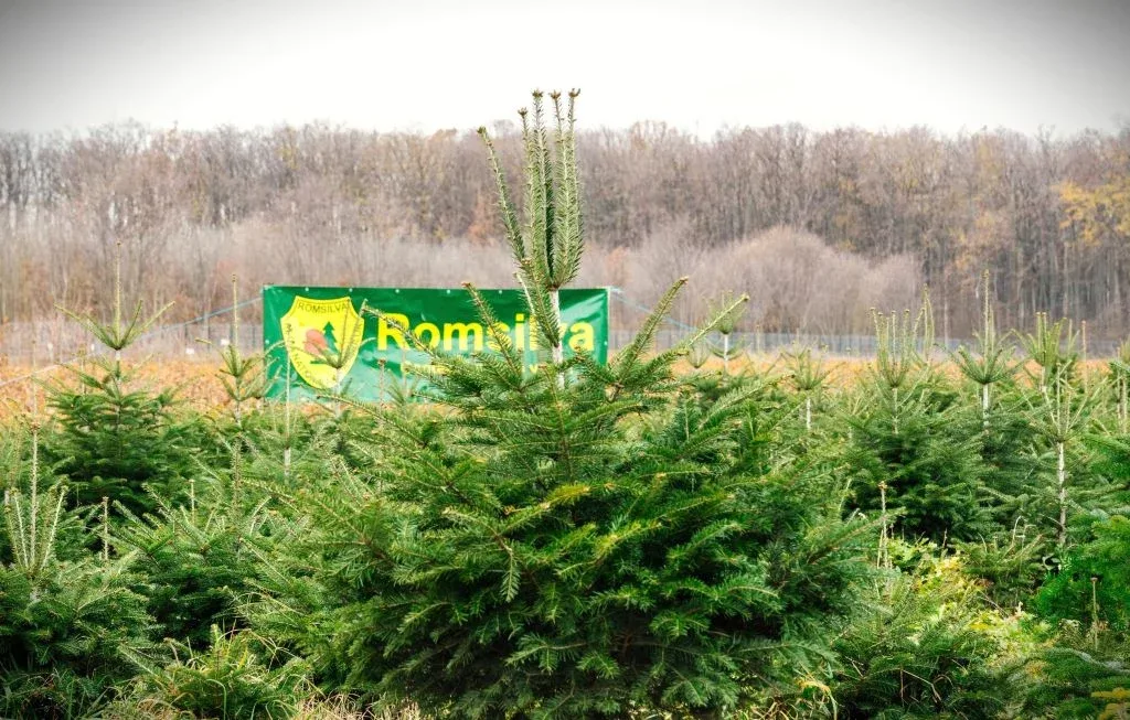 foto romsilva pomi craciun 2024