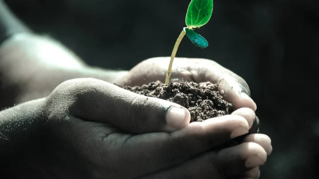 plante