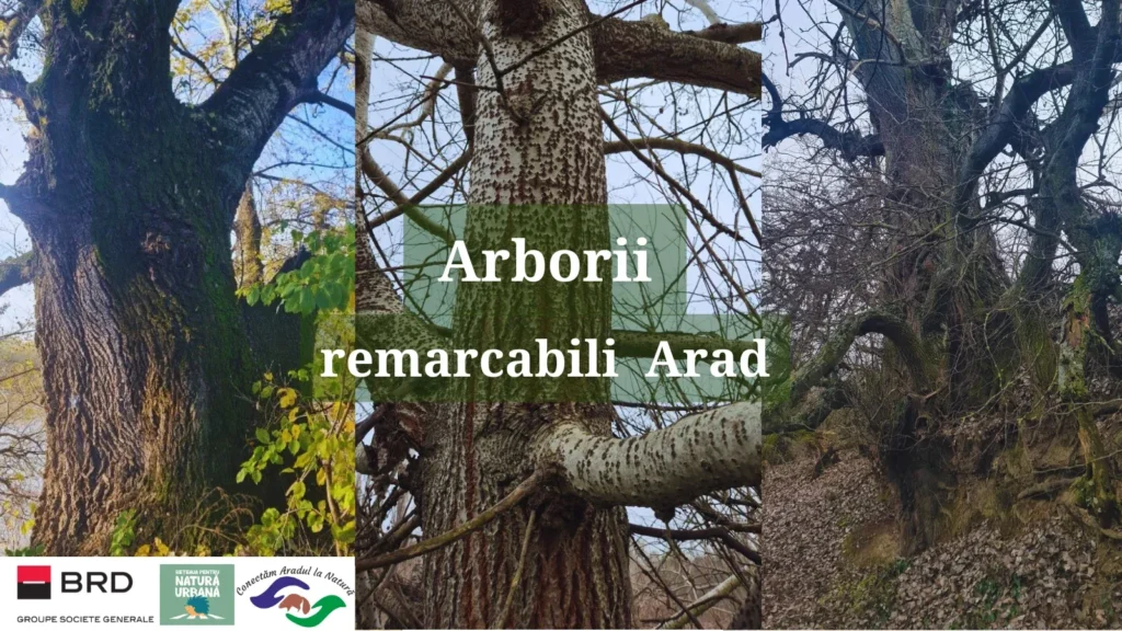 arbori