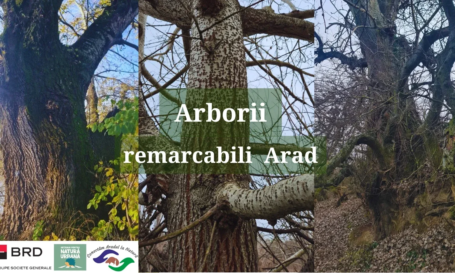 arbori
