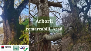 arbori
