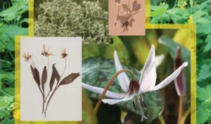 plante