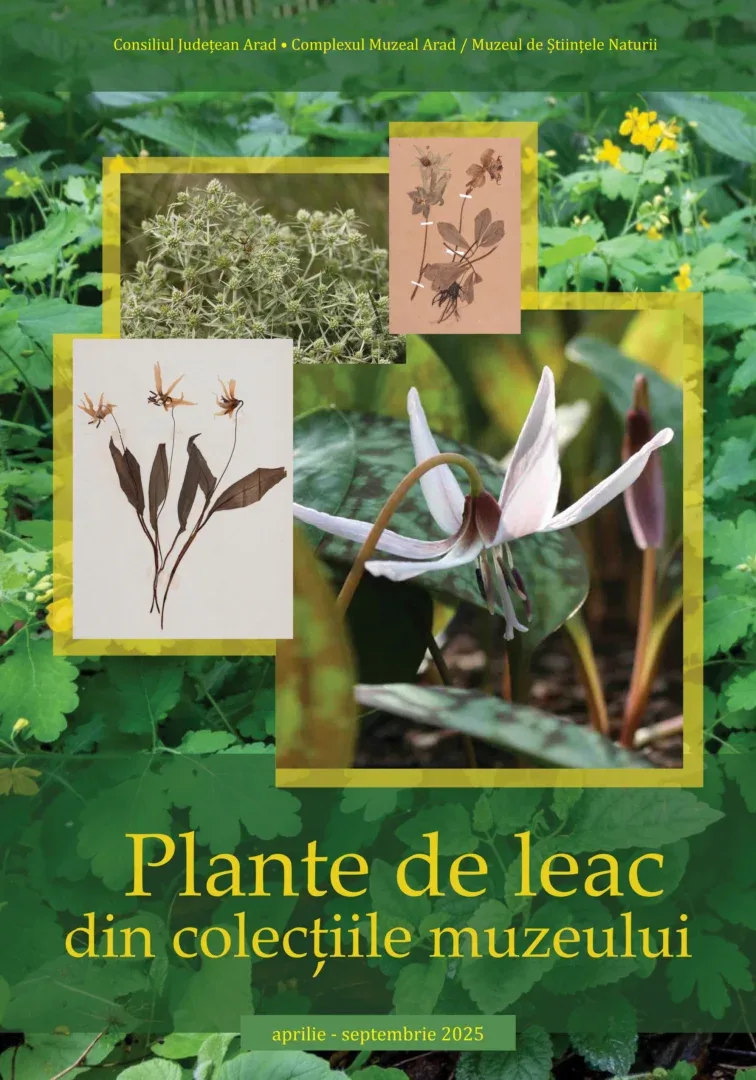 plante de leac
