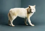 canis dirus