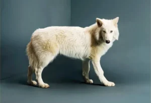 canis dirus