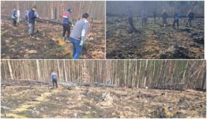 s-au plantat arbori de stejar