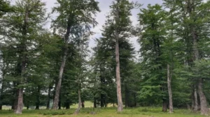 proprietarii de terenuri forestiere vor