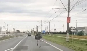 strut