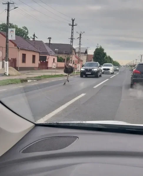 strut vladimirescu 1