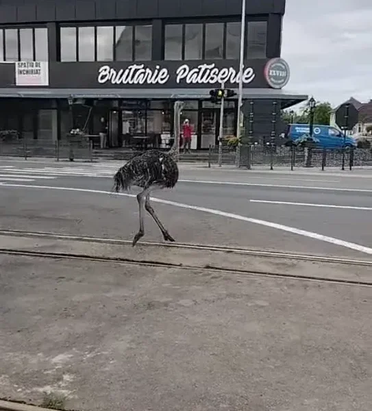 strut vladimirescu 2