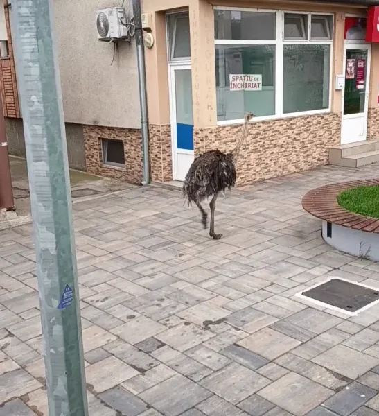 strut11