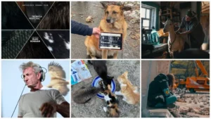animals in war pr