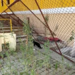 Se caută constructor pentru alte lucrări de reabilitare la colegiul național „elena ghiba birta” în valoare de 2. 423. 591,32 lei 5 curte ghiba birta 24 iulie 2025 4