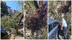 copac căzut peste mașini