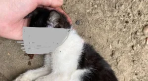 pui de pisică ucis Arad