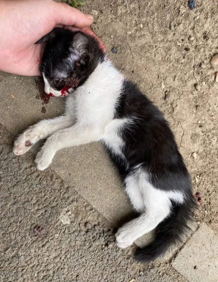 Pui de pisică ucis arad pui de pisică ucis arad
