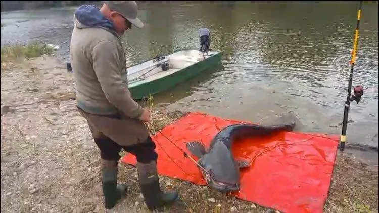 Arad | somn de peste 2,5 metri, pescuit din râul mureș 5 somn 25 m pe mures arad4