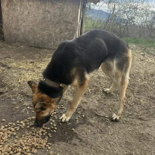 654290582 3320696811442955 3680888240210134605 n