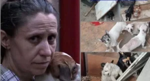 gabriela decuseară a fost plasată