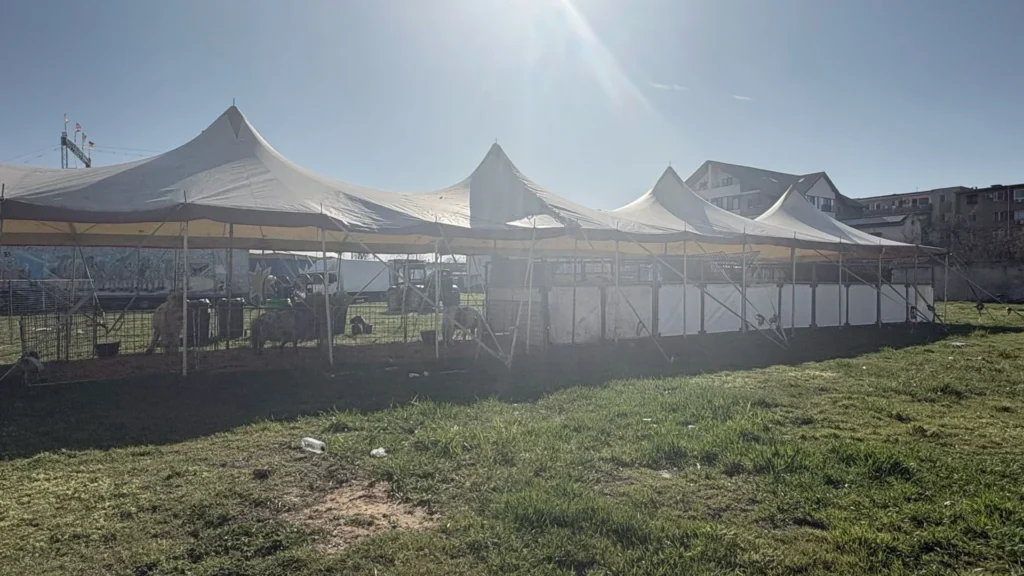 Spre disperarea rezidenților ared, circul a revenit la fereastra lor 3 circ2