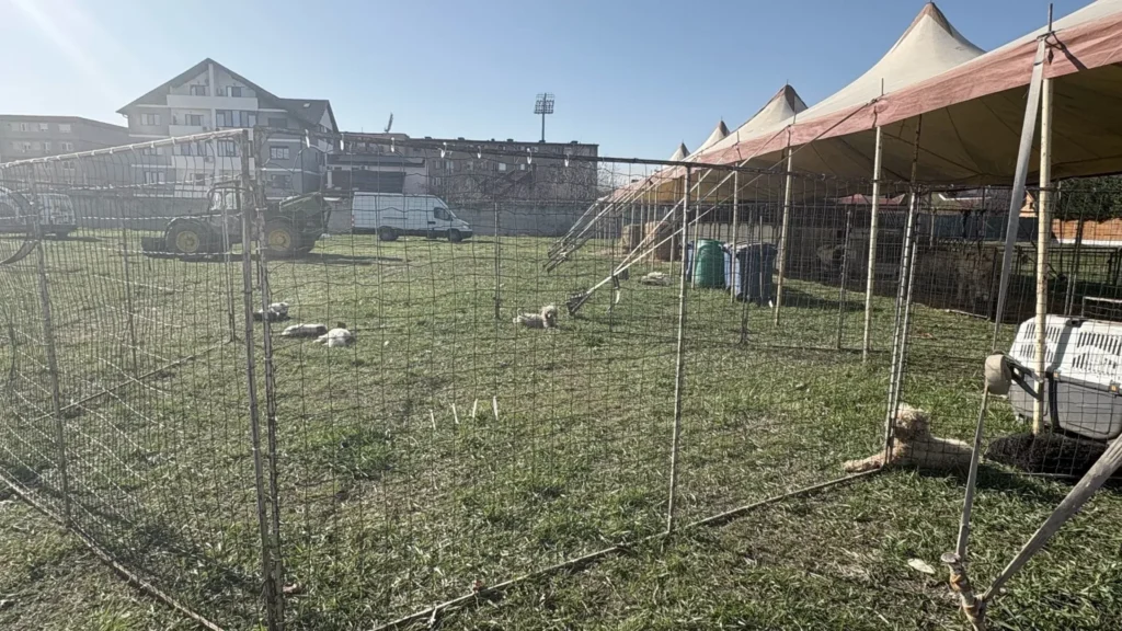 Spre disperarea rezidenților ared, circul a revenit la fereastra lor 4 circ3