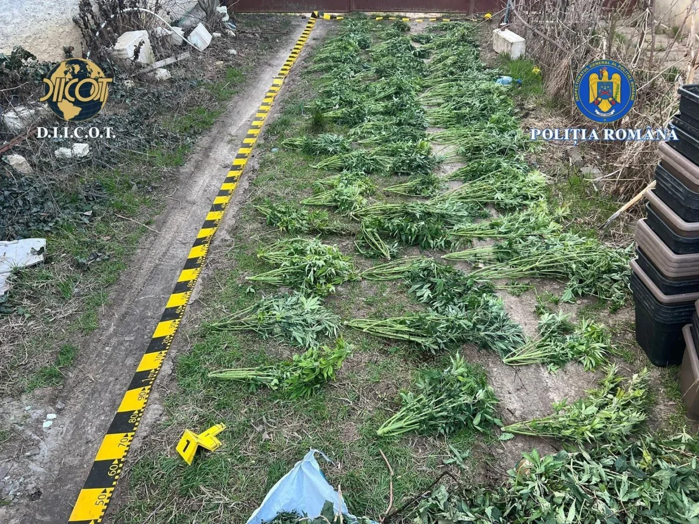 Rețea de traficanți de cannabis cu grădina la peregu mare și grădinarul în arest - destructurată de diicot 1 traficanți