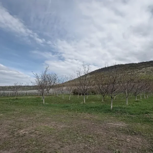 Noile crame din podgoria aradului | o excursie necesară și obligatorie pentru înțelegerea calității vinurilor din zona păuliș-covăsânț-mocrea 24 dradara – mocrea 2