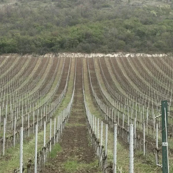 Noile crame din podgoria aradului | o excursie necesară și obligatorie pentru înțelegerea calității vinurilor din zona păuliș-covăsânț-mocrea 22 dradara – mocrea