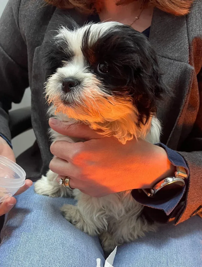 Arădean, reținut 24 de ore pentru furtul unui cățel din rasa shih tzu 2 catel furat arad