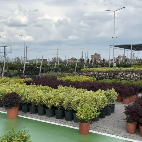 Garden center landisa plant și-a deschis oficial porțile | un paradis pentru pasionații de natură și amenajarea grădinilor 11 landisa plant arad 5 1