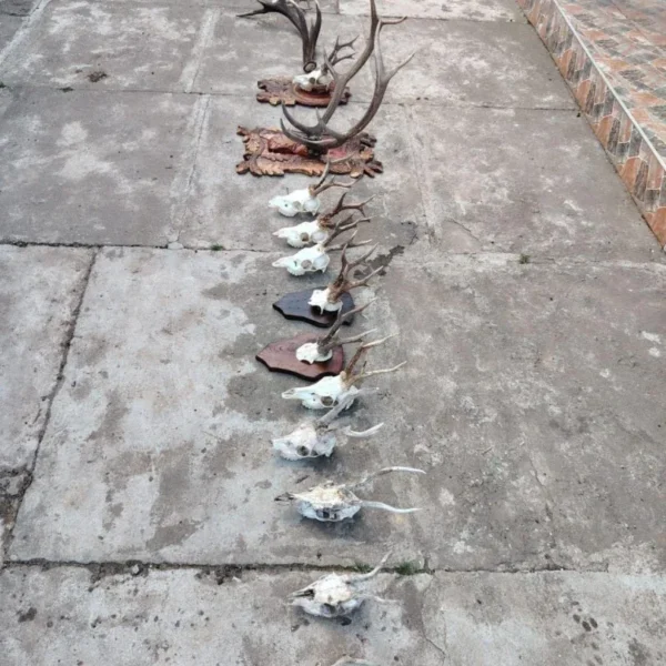 Percheziții în 29 de locații din județul arad la persoane bănuite de săvârșirea mai multor infracțiuni la regimul armelor | patru bărbați au fost reținuți 5 perchezitii arad 4