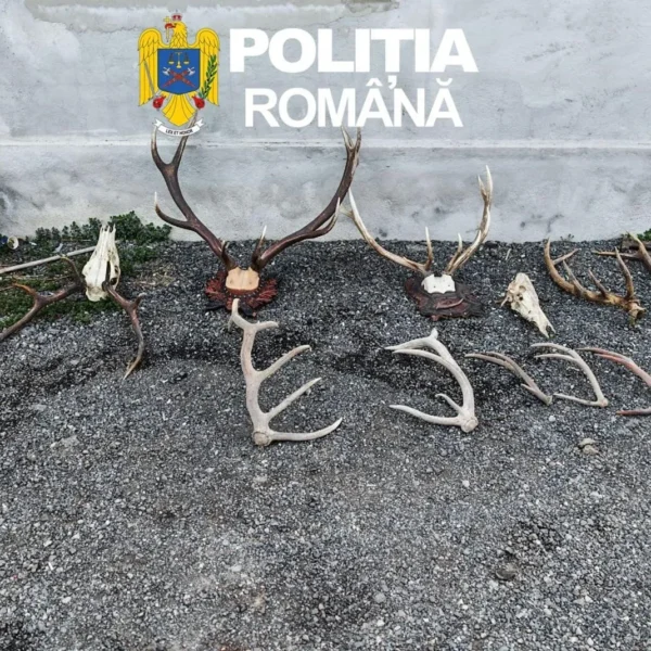 Percheziții în 29 de locații din județul arad la persoane bănuite de săvârșirea mai multor infracțiuni la regimul armelor | patru bărbați au fost reținuți 6 perchezitii arad 5