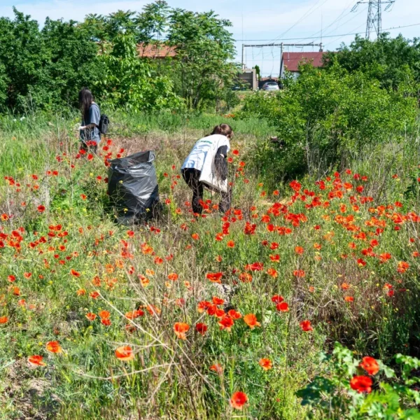 72 de voluntari arădeni au colectat peste o tonă de deșeuri din natură în doar câteva ore 2 voluntari deseuri 1