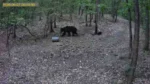 Urs filmat în pădure la șiștarovăț | au fost informate autoritățile 12 urs sistarovat1 1