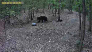 Urs filmat în pădure la șiștarovăț | au fost informate autoritățile 2 urs sistarovat1 1