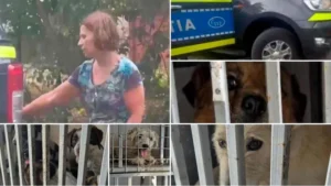 Nimic nu o poate opri pe gabriela decuseară! Peste 30 de câini au fost descoperiți într-o locație din gurba și ridicați, cu scandal, de poliția animalelor 2 decuseara