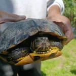 Țestoase de florida și rațe domestice, abandonate în lacul măltăreț 2 testoasa de florida