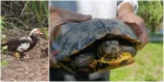 Țestoase de florida și rațe domestice, abandonate în lacul măltăreț 11 whatsapp image 2026 07 07 at 15.27.50
