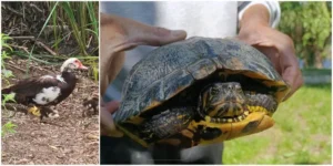 Țestoase de florida și rațe domestice, abandonate în lacul măltăreț 4 whatsapp image 2026 07 07 at 15.27.50