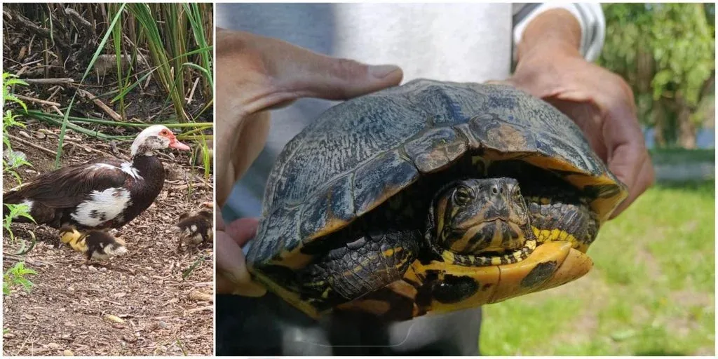 Țestoase de florida și rațe domestice, abandonate în lacul măltăreț 1 whatsapp image 2026 07 07 at 15.27.50