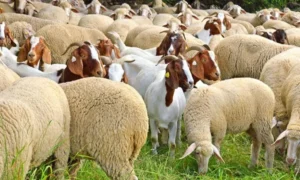 ovine si caprine