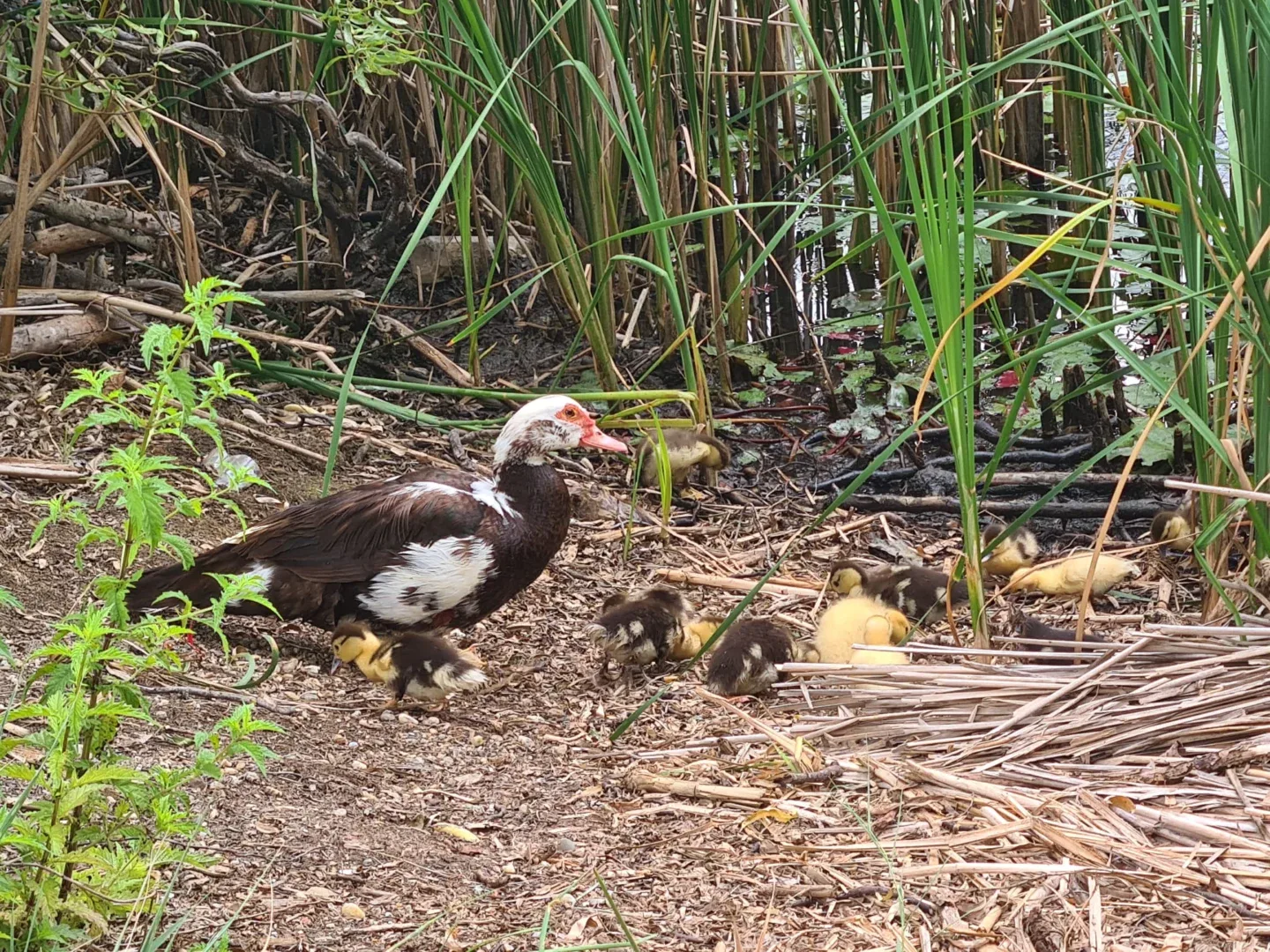 Țestoase de florida și rațe domestice, abandonate în lacul măltăreț 3 rata cu pui la maltaret