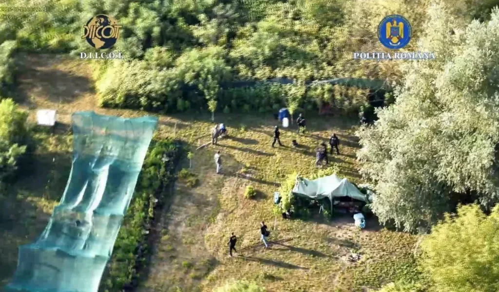 ACTUALIZARE | Cultură de canabis, pe malul Mureșului, la Lipova | Cei doi bărbați, prinși în flagrant îngrijind plantele, au fost arestați preventiv