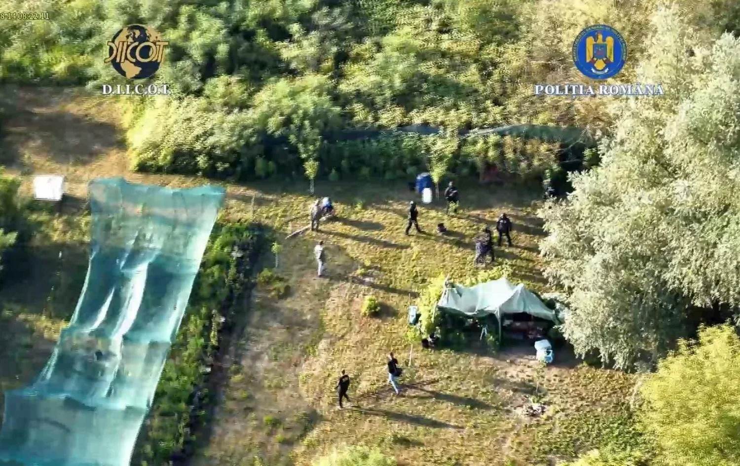 Cultură de canabis, pe malul Mureșului, la Lipova | Doi bărbați, prinși în flagrant îngrijind plantele, au fost reținuți cu propunere de arestare