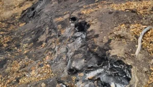 Incendiul subteran din Parcul Natural Lunca Mureșului continuă să fie activ | Prefectul Mihai Pașca: „Există posibilitatea să avem de a face inclusiv cu deșeuri îngropate de mai mult timp și acum emană gaze”