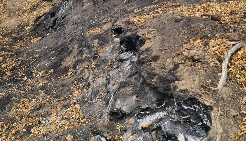 Incendiul subteran din Parcul Natural Lunca Mureșului continuă să fie activ | Prefectul Mihai Pașca: „Există posibilitatea să avem de a face inclusiv cu deșeuri îngropate de mai mult timp și acum emană gaze”