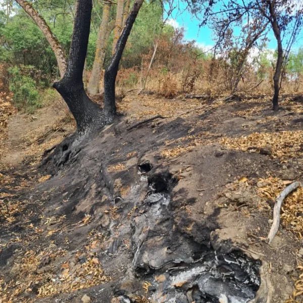 Incendiul subteran din Parcul Natural Lunca Mureșului continuă să fie activ | Prefectul Mihai Pașca: „Există posibilitatea să avem de a face inclusiv cu deșeuri îngropate de mai mult timp și acum emană gaze”