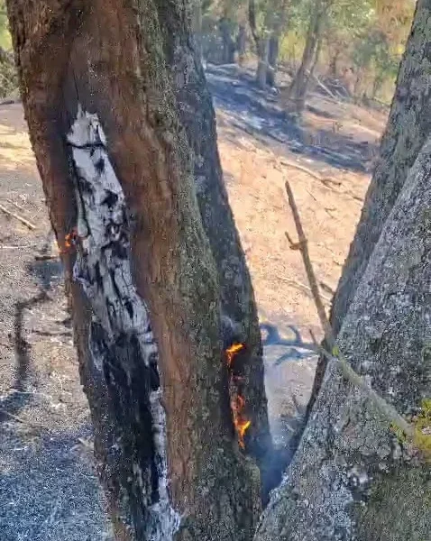Incendiul subteran din Parcul Natural Lunca Mureșului continuă să fie activ | Prefectul Mihai Pașca: „Există posibilitatea să avem de a face inclusiv cu deșeuri îngropate de mai mult timp și acum emană gaze”